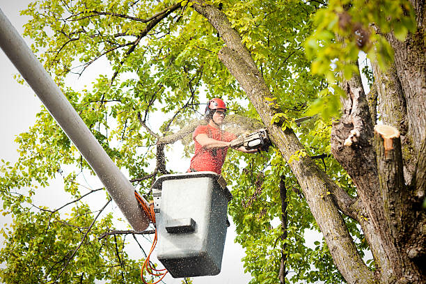 Best Tree Removal Service  in Harbor Springs, MI